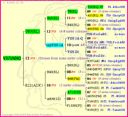 Pedigree of V37(ADK) :
four generations presented