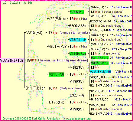 Pedigree of V372(PJ)1dr :
four generations presented
it's temporarily unavailable, sorry!