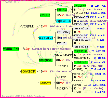 Pedigree of V388(JPN) :
four generations presented