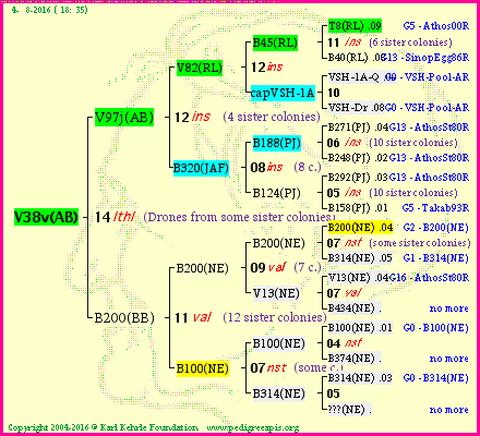 Pedigree of V38v(AB) :
four generations presented