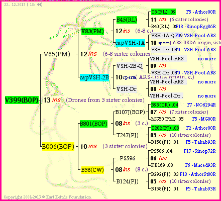 Pedigree of V399(BOP) :
four generations presented