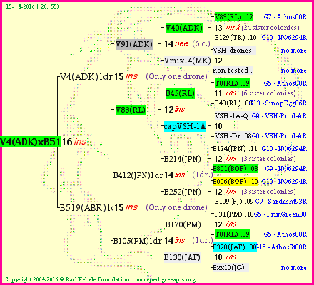 Pedigree of V4(ADK)xB519 :
four generations presented