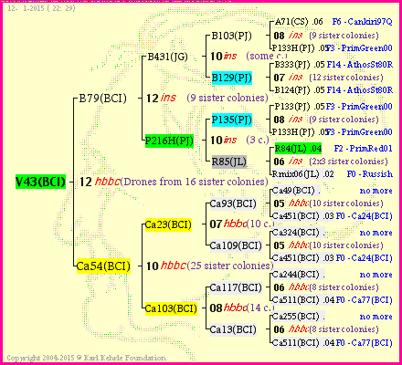 Pedigree of V43(BCI) :
four generations presented