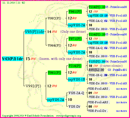 Pedigree of V43(PJ)1dr :
four generations presented