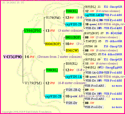 Pedigree of V435(JPN) :
four generations presented