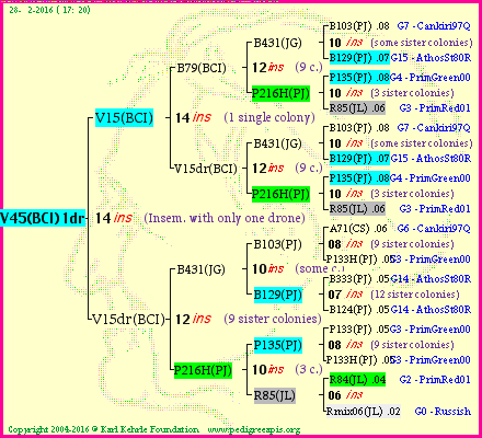 Pedigree of V45(BCI)1dr :
four generations presented