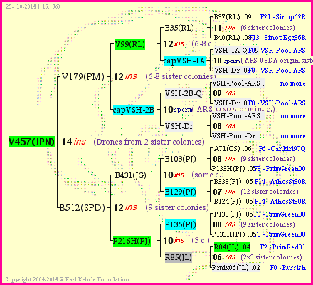 Pedigree of V457(JPN) :
four generations presented