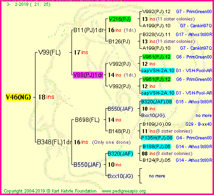 Pedigree of V46(NG) :
four generations presented<br />it's temporarily unavailable, sorry!