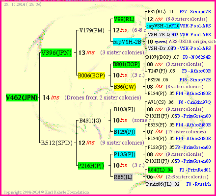 Pedigree of V462(JPN) :
four generations presented