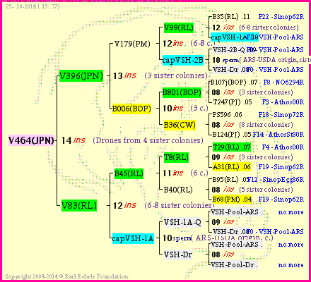 Pedigree of V464(JPN) :
four generations presented