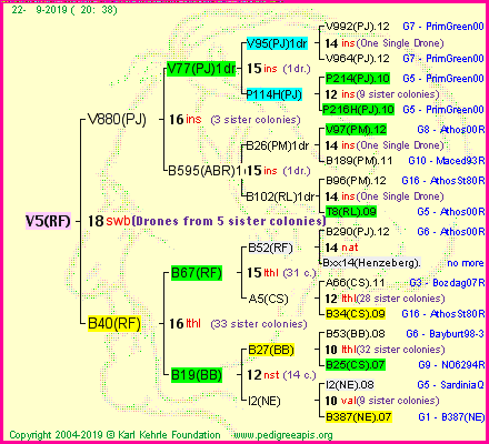 Pedigree of V5(RF) :
four generations presented<br />it's temporarily unavailable, sorry!