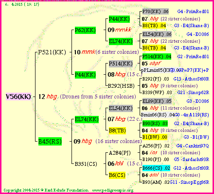 Pedigree of V56(KK) :
four generations presented