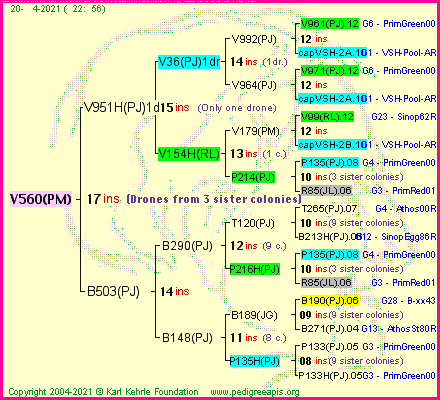 Pedigree of V560(PM) :
four generations presented
it's temporarily unavailable, sorry!