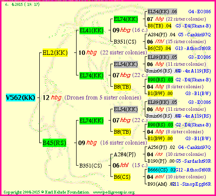 Pedigree of V562(KK) :
four generations presented