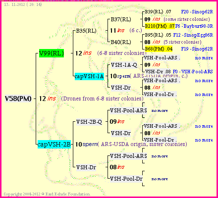 Pedigree of V58(PM) :
four generations presented