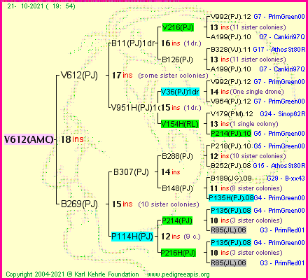 Pedigree of V612(AMC) :
four generations presented
it's temporarily unavailable, sorry!