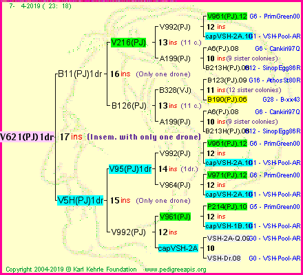 Pedigree of V621(PJ)1dr :
four generations presented<br />it's temporarily unavailable, sorry!