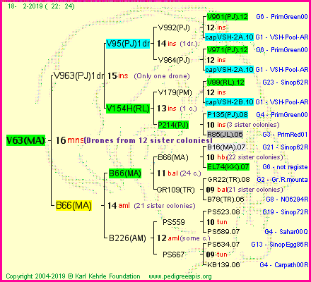 Pedigree of V63(MA) :
four generations presented<br />it's temporarily unavailable, sorry!