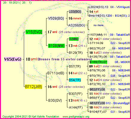 Pedigree of V65(EvG) :
four generations presented
it's temporarily unavailable, sorry!