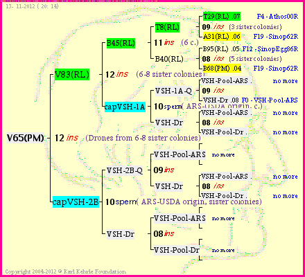 Pedigree of V65(PM) :
four generations presented