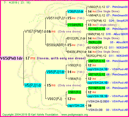 Pedigree of V65(PM)1dr :
four generations presented<br />it's temporarily unavailable, sorry!