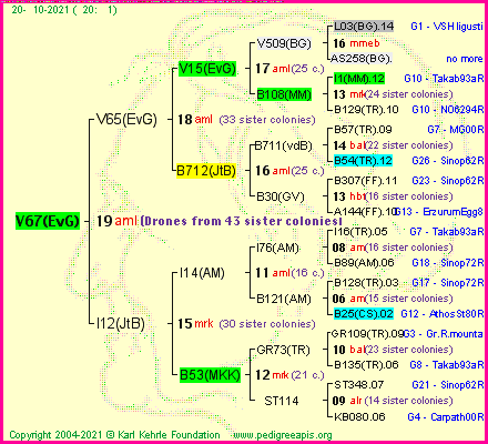 Pedigree of V67(EvG) :
four generations presented
it's temporarily unavailable, sorry!