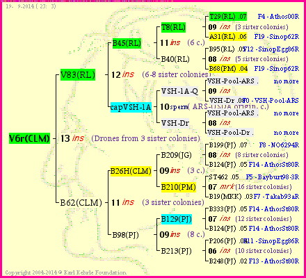 Pedigree of V6r(CLM) :
four generations presented