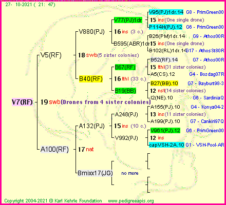 Pedigree of V7(RF) :
four generations presented
it's temporarily unavailable, sorry!