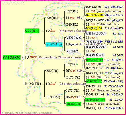 Pedigree of V71(MKV) :
four generations presented