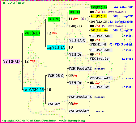 Pedigree of V71(PM) :
four generations presented