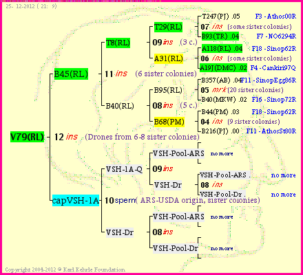 Pedigree of V79(RL) :
four generations presented