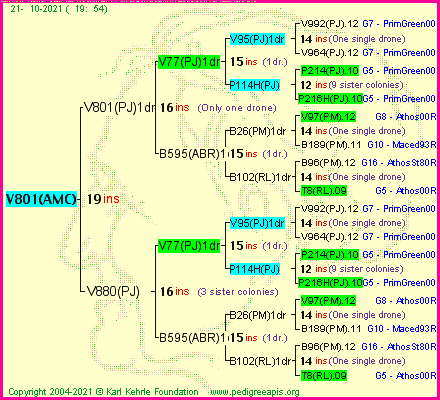 Pedigree of V801(AMC) :
four generations presented
it's temporarily unavailable, sorry!