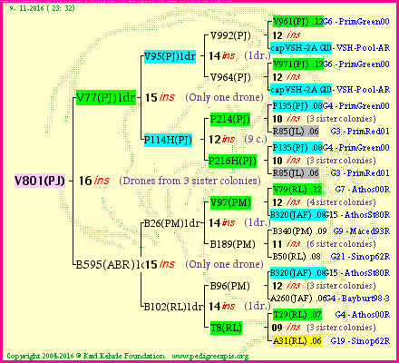 Pedigree of V801(PJ) :
four generations presented