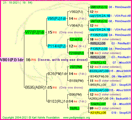 Pedigree of V801(PJ)1dr :
four generations presented
it's temporarily unavailable, sorry!