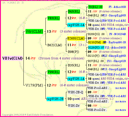 Pedigree of V81v(CLM) :
four generations presented