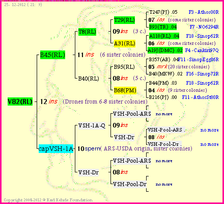 Pedigree of V82(RL) :
four generations presented