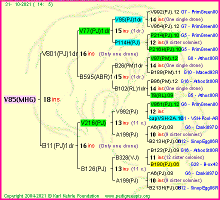 Pedigree of V85(MHG) :
four generations presented
it's temporarily unavailable, sorry!