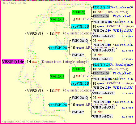 Pedigree of V88(PJ)1dr :
four generations presented