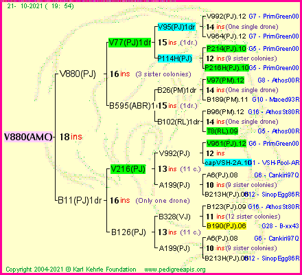 Pedigree of V880(AMC) :
four generations presented
it's temporarily unavailable, sorry!