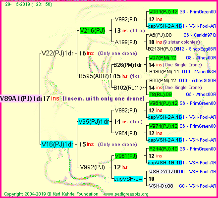 Pedigree of V89A1(PJ)1dr :
four generations presented<br />it's temporarily unavailable, sorry!