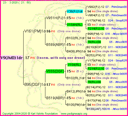 Pedigree of V9(JMD)1dr :
four generations presented
it's temporarily unavailable, sorry!