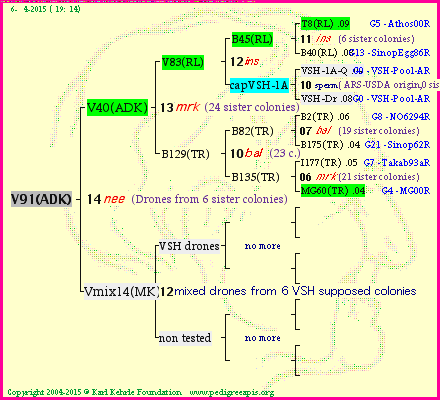 Pedigree of V91(ADK) :
four generations presented