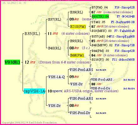 Pedigree of V91(RL) :
four generations presented