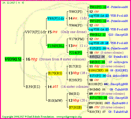 Pedigree of V939(LS) :
four generations presented