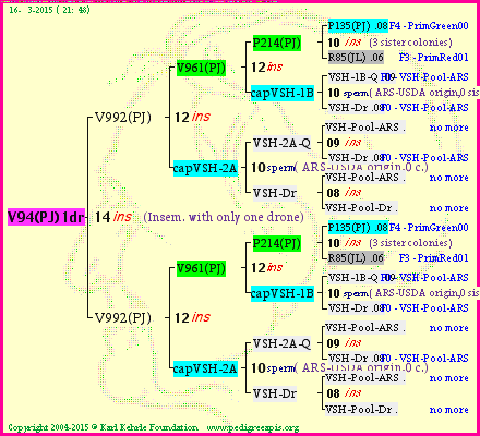 Pedigree of V94(PJ)1dr :
four generations presented