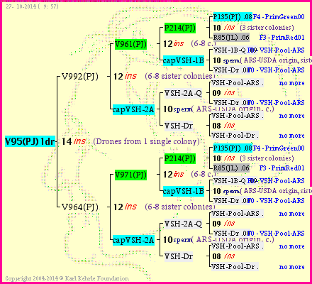 Pedigree of V95(PJ)1dr :
four generations presented