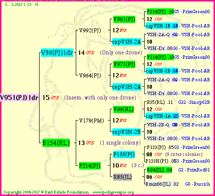 Pedigree of V951(PJ)1dr :
four generations presented
it's temporarily unavailable, sorry!