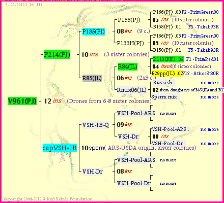 Pedigree of V961(PJ) :
four generations presented