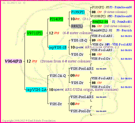 Pedigree of V964(PJ) :
four generations presented