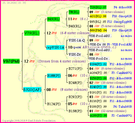 Pedigree of V97(PM) :
four generations presented